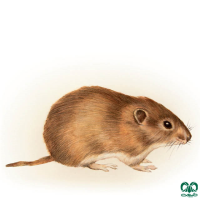  گونه ول اروپای شرقی East European Vole